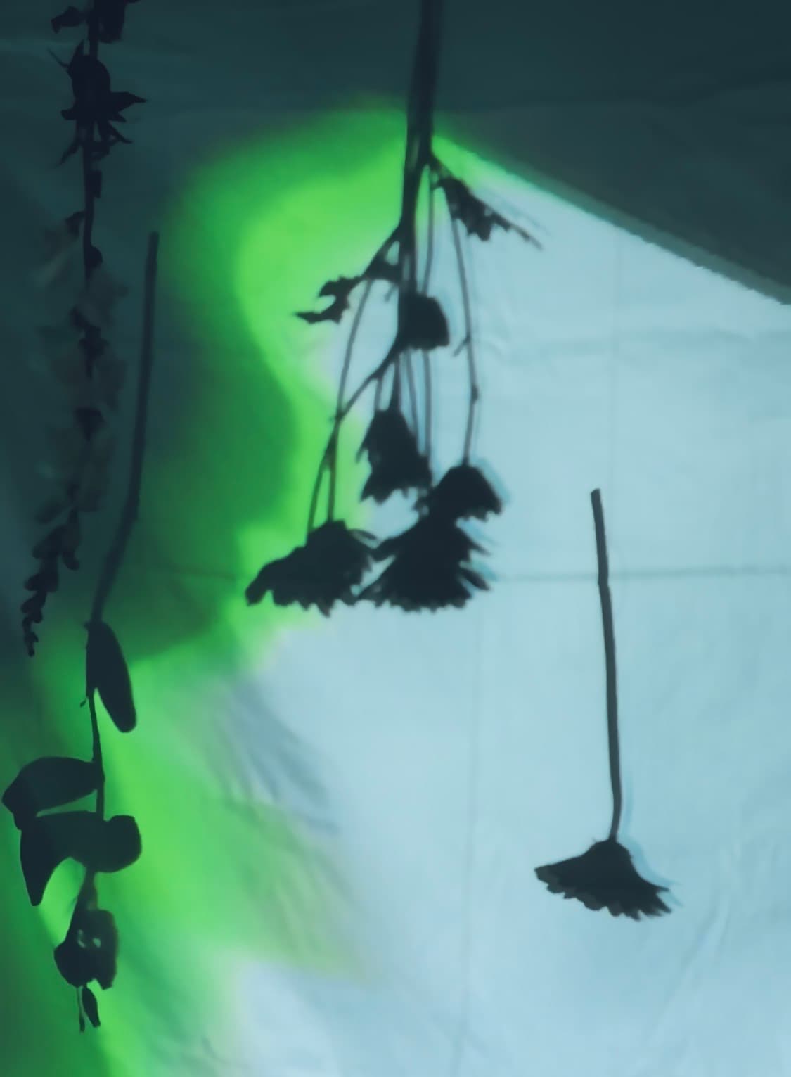 THAWING: LIVE @ BLOSSOM FORECAST
